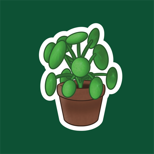 Pilea 🪴